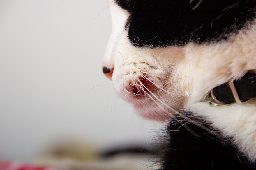 Plattenepithelkarzinom Anfangsstadium